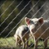 Photo by Sandy Millar. Two pigs behind a fence on green grass.