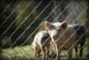 Photo by Sandy Millar. Two pigs behind a fence on green grass.