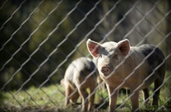 Photo by Sandy Millar. Two pigs behind a fence on green grass.
